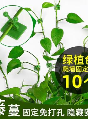 绿萝爬上神器爬墙上绿箩固定器绿植攀爬夹子墙上无痕挂钩粘爬藤夹