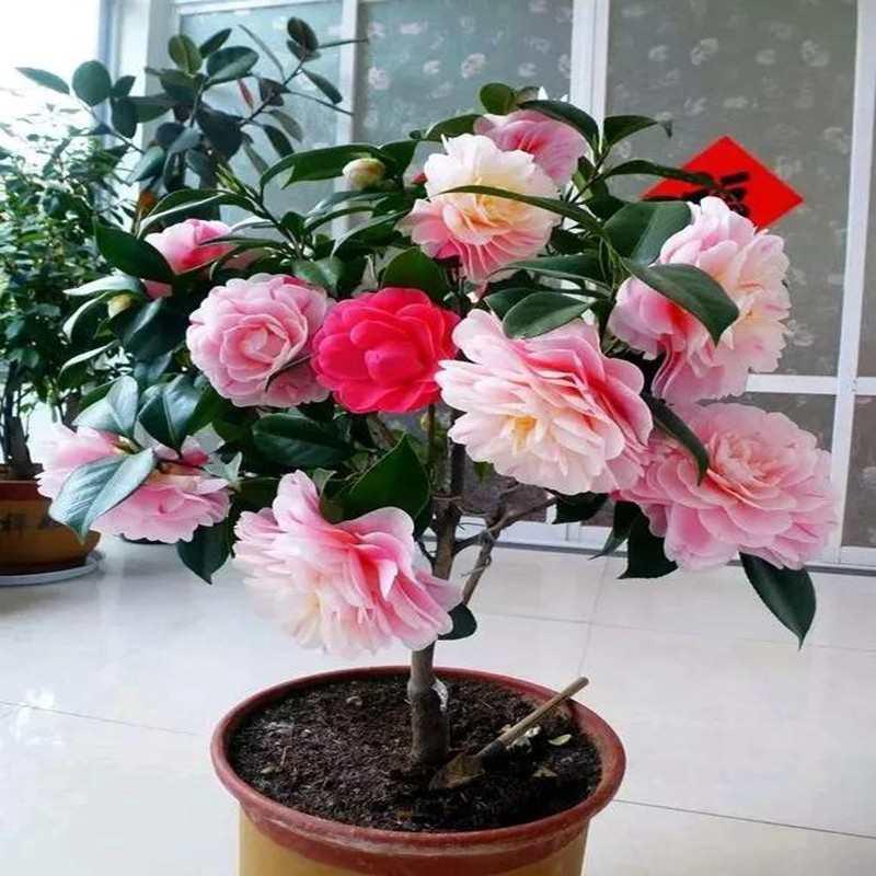 茶花盆栽带花苞四季树苗山茶花苗室内植物好养五色赤丹浓香型花卉