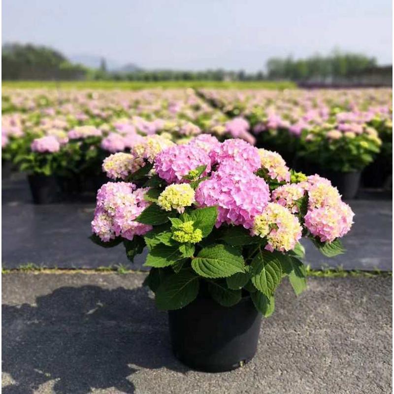 绣球花盆栽带花四季无尽夏绣球花苗老桩盆栽室外阳台