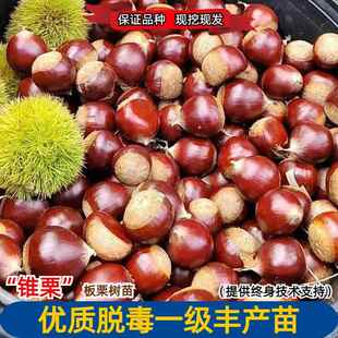 嫁接建瓯锥栗树苗特大榛子板栗苗南方北方庭院盆栽地栽栗子树果苗