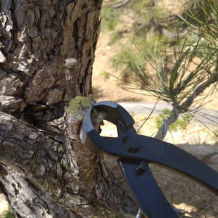 盆景工具根切剪 破杆钳盆栽园艺剪钳 盆景制作养护工具枝干剪刀