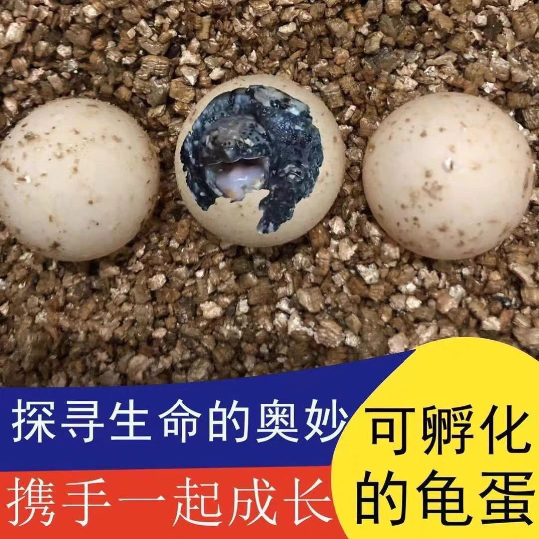 鳄龟蛋龟蛋受精可孵化草龟蛋乌龟
