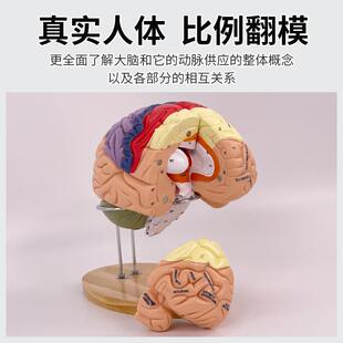 2倍放大豪华脑模型 脑解剖模型 大脑神经结构解剖模型 脑功能分区