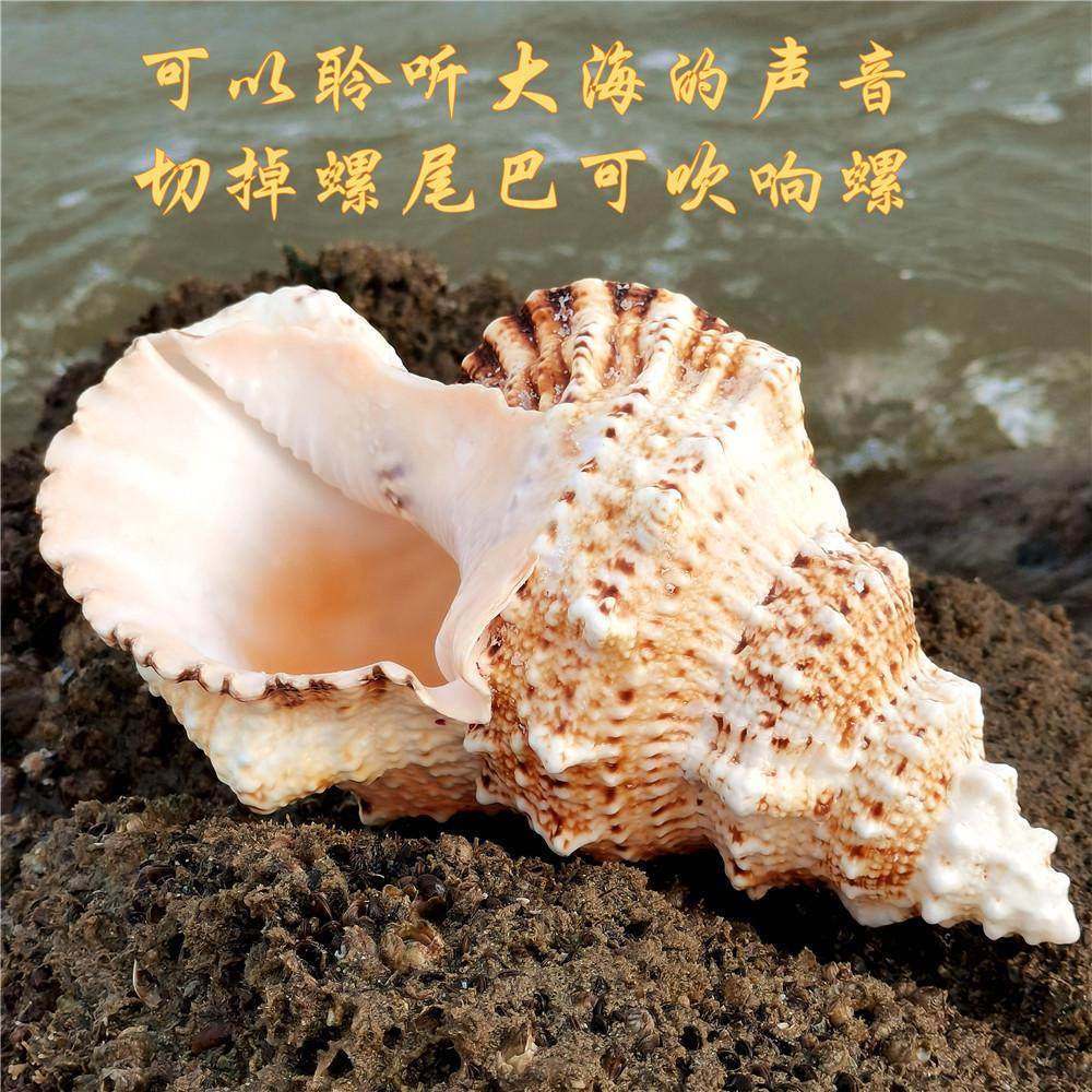 热销大蛙螺大贝壳可吹响石头螺办公地台装饰摆件鱼缸造景摄影道具,宠物/宠物食品及用品,造景/装饰,淘宝优惠券,粉丝福利购,淘宝优惠卷