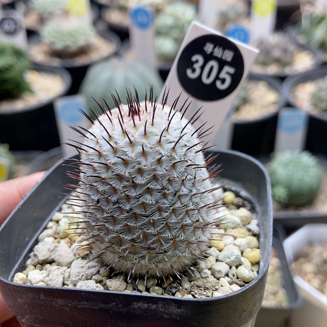 14寻仙园实生直刺佩雷3.1cm