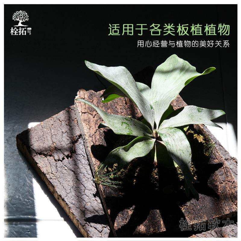 葡萄牙进口天然软木造景爬宠缸背景板兰花板植装饰橡木树皮
