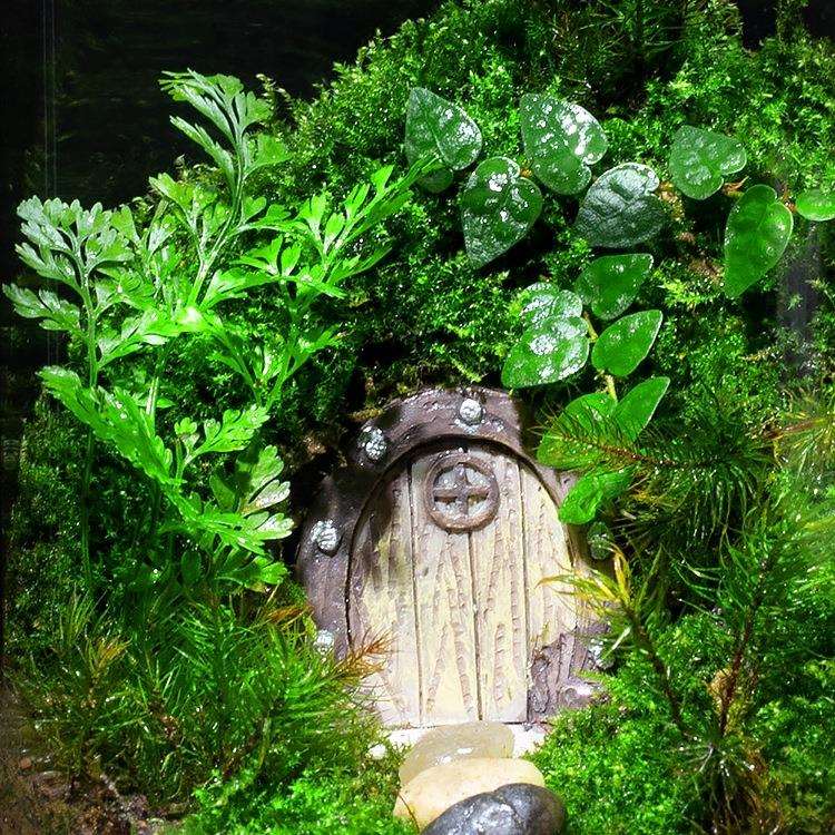 苔藓微景观生态雨林缸造景办公桌面植物盆景成品室内小盆栽生态瓶