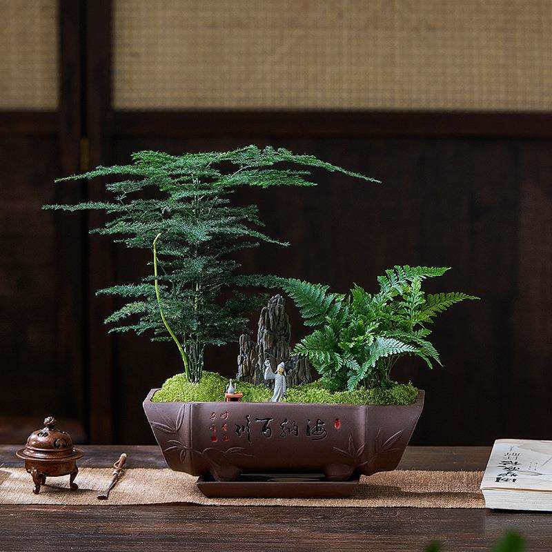 文竹盆栽发财树造型盆景室内客厅桌面中式禅意富贵竹植物摆件送礼