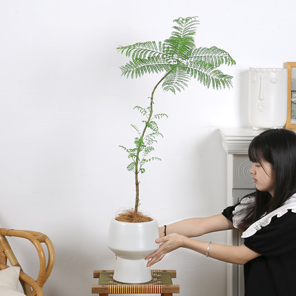 大蓝花楹盆栽室内客厅大型绿植好养活电视柜旁边四季家养树苗真花
