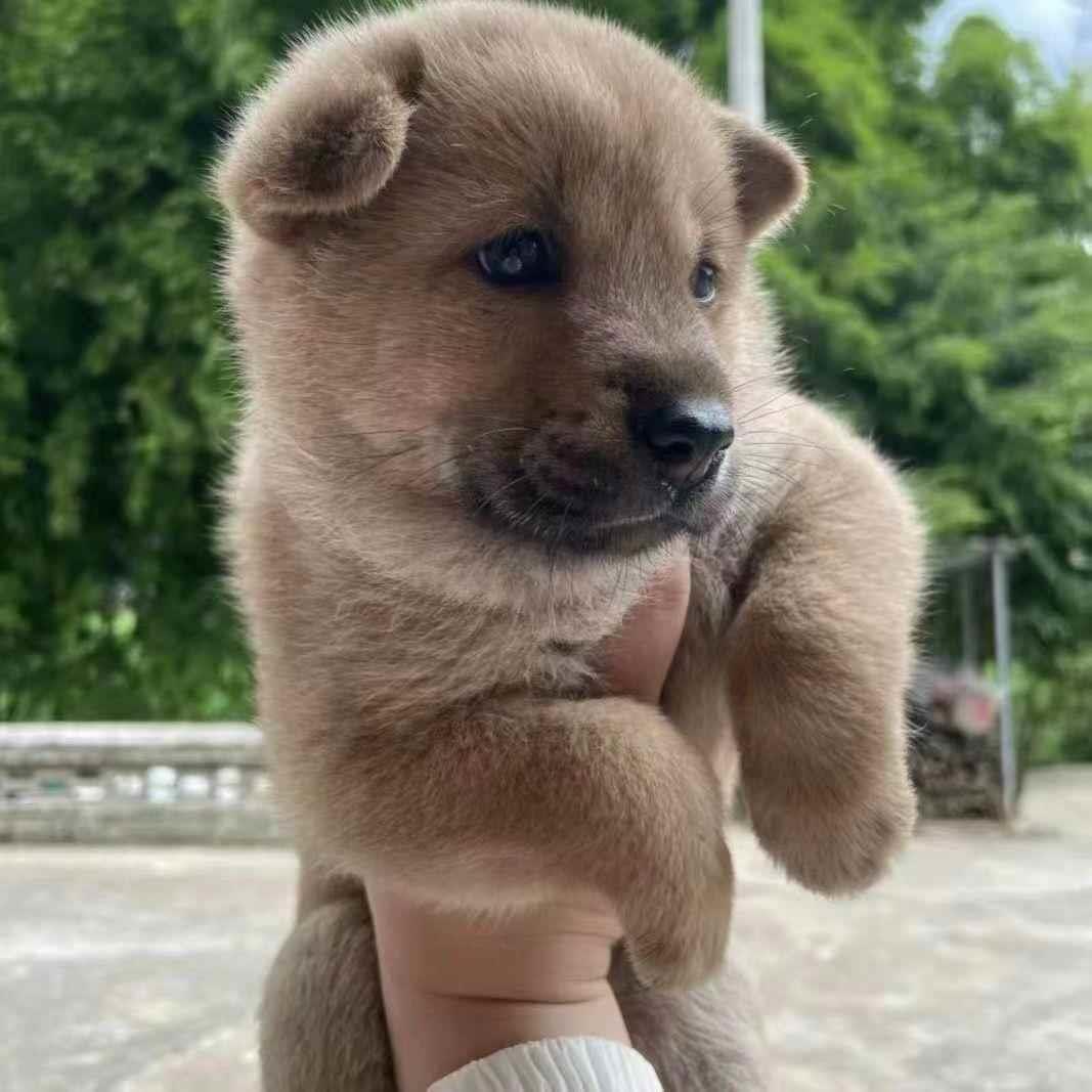 中华田园犬铁包金四眼小土狗活体幼崽大黄狗幼犬小花狗家养小白狗