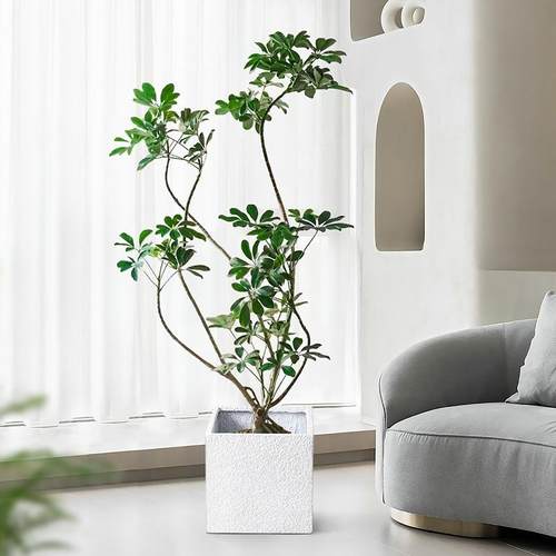 鸭脚木盆栽室内造型大植物客厅吸甲醛绿植观叶好养活八方来财夷陵