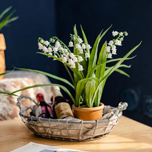 铃兰花假花风信子摆设仿生花餐桌装饰盆栽客厅插花水