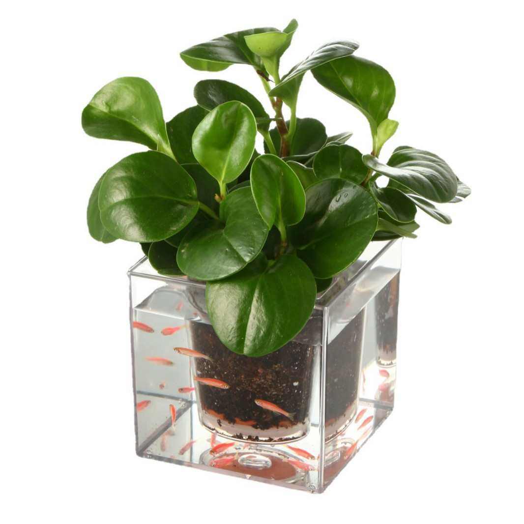 大号Crystal Cube自动灌溉立体桌面创意动感办公桌透明养鱼花盆瓶,居家日用,其它,淘宝优惠券,粉丝福利购,淘宝优惠卷