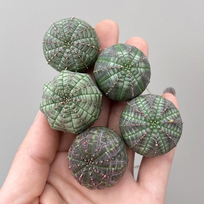 植物员外 布纹球实生一物一拍 美纹大戟科无刺开花仙人球多肉植物