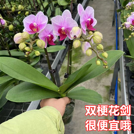 蝴蝶兰盆栽带花苞花四季开花卉兰花苗办公室内桌面观花植物绿植