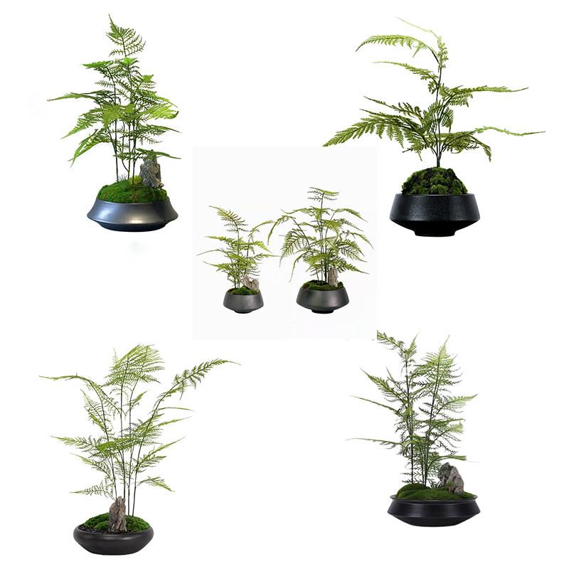 仿真文竹盆载摆件新中式绿植盆景客厅书房玄关售楼处会所桌面摆设