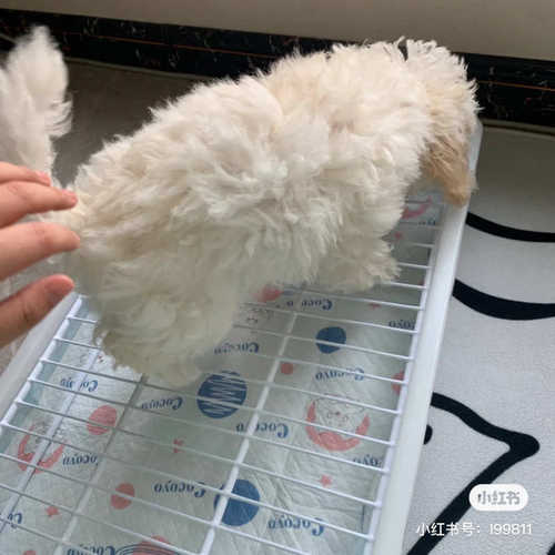 边踩雪批发便厕所比瑞等狗工厂防迪纳牧便盆中小型拉拉泰源犬一件