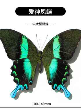 爱神凤蝶Papilio Blumei未展翅标本原蝶碧凤蝶展翅品一物一拍可选