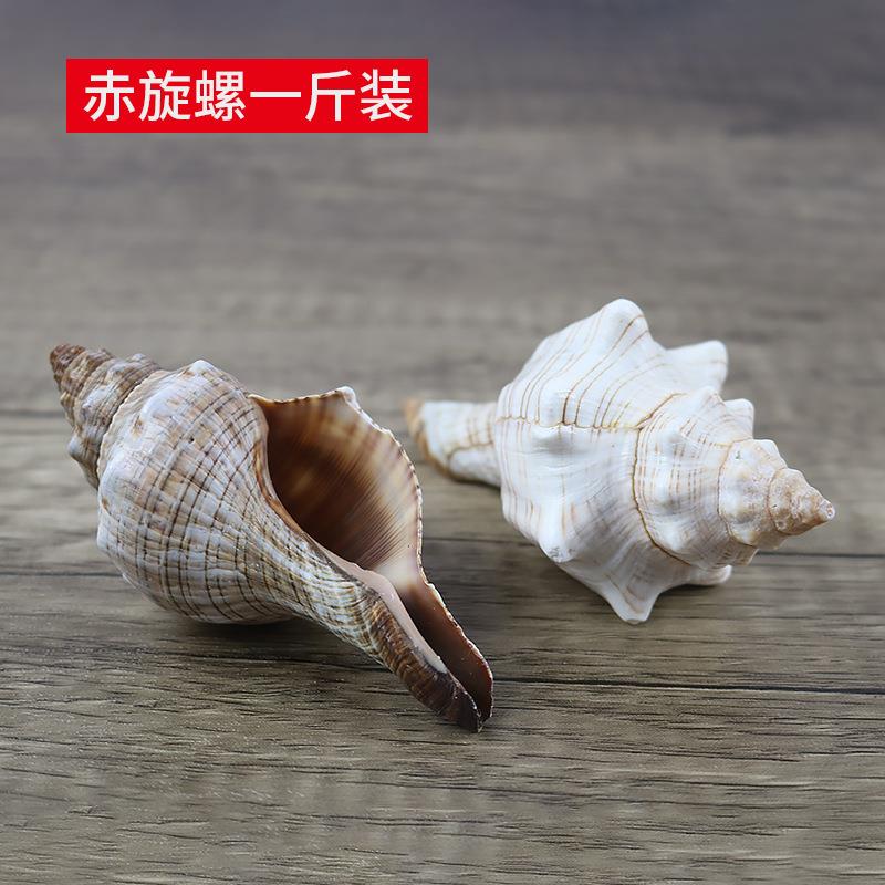 然海螺壳贝赤旋螺礼拍摄婚道具鱼缸造景装饰羊角螺家居摆天件.