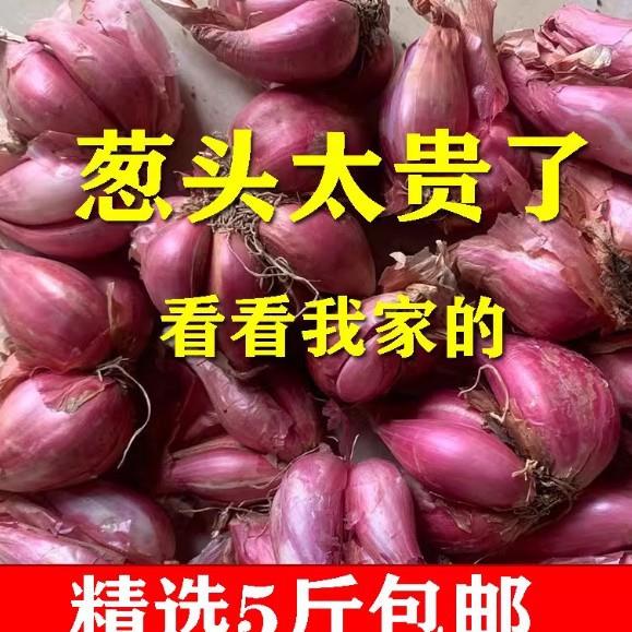 新鲜红葱头干葱头5斤火葱头小葱头小香葱干红葱头食用商广东四川