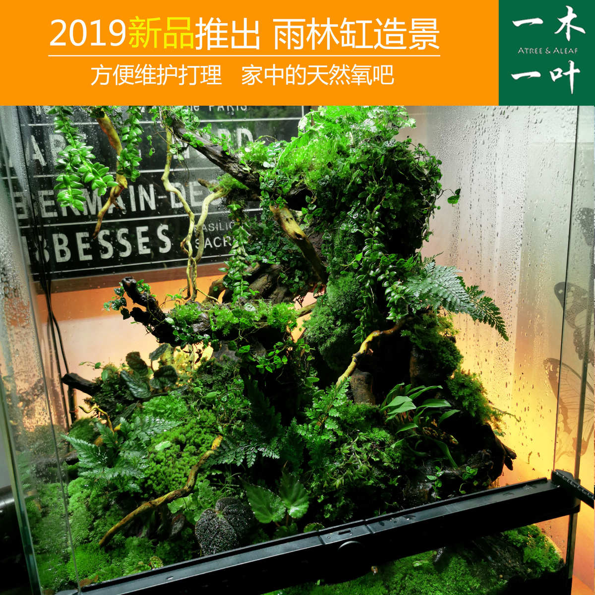 雨林缸造景 雨林植物 爬宠造景 定制鱼缸造景 造景缸 草缸 格林德