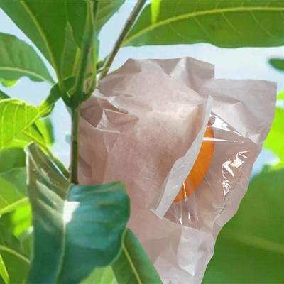 黄晶果套袋专用袋热情果黄金百香果袋鸡蛋果百味果蛋黄果水果保护