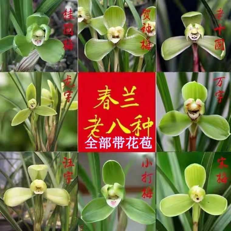兰花苗春兰老八种浓香型宋梅室内花卉绿植盆栽好养易活秋冬带花苞