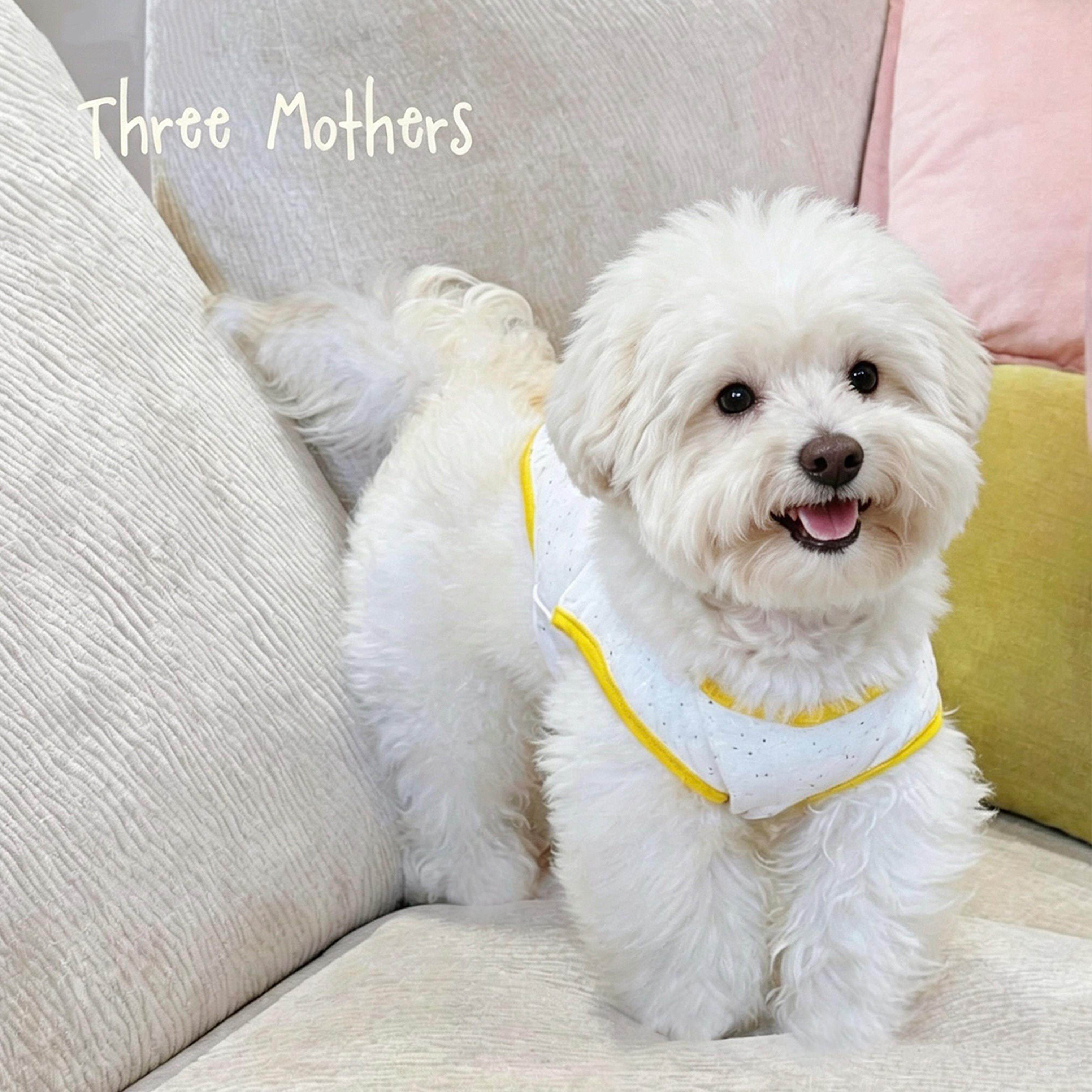 Three Mothers原创宠物冰淇淋背心透气比熊泰迪小型犬猫狗春夏款