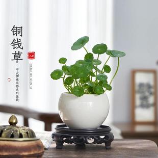 好养铜钱草水培盆栽绿植物客厅办公室内花卉水养绿萝金钱草籽 四季
