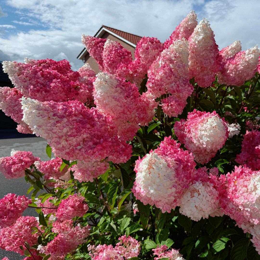 无尽夏绣球花苗耐寒好养圆锥绣球别墅庭院植物中华木绣球欧洲玫瑰