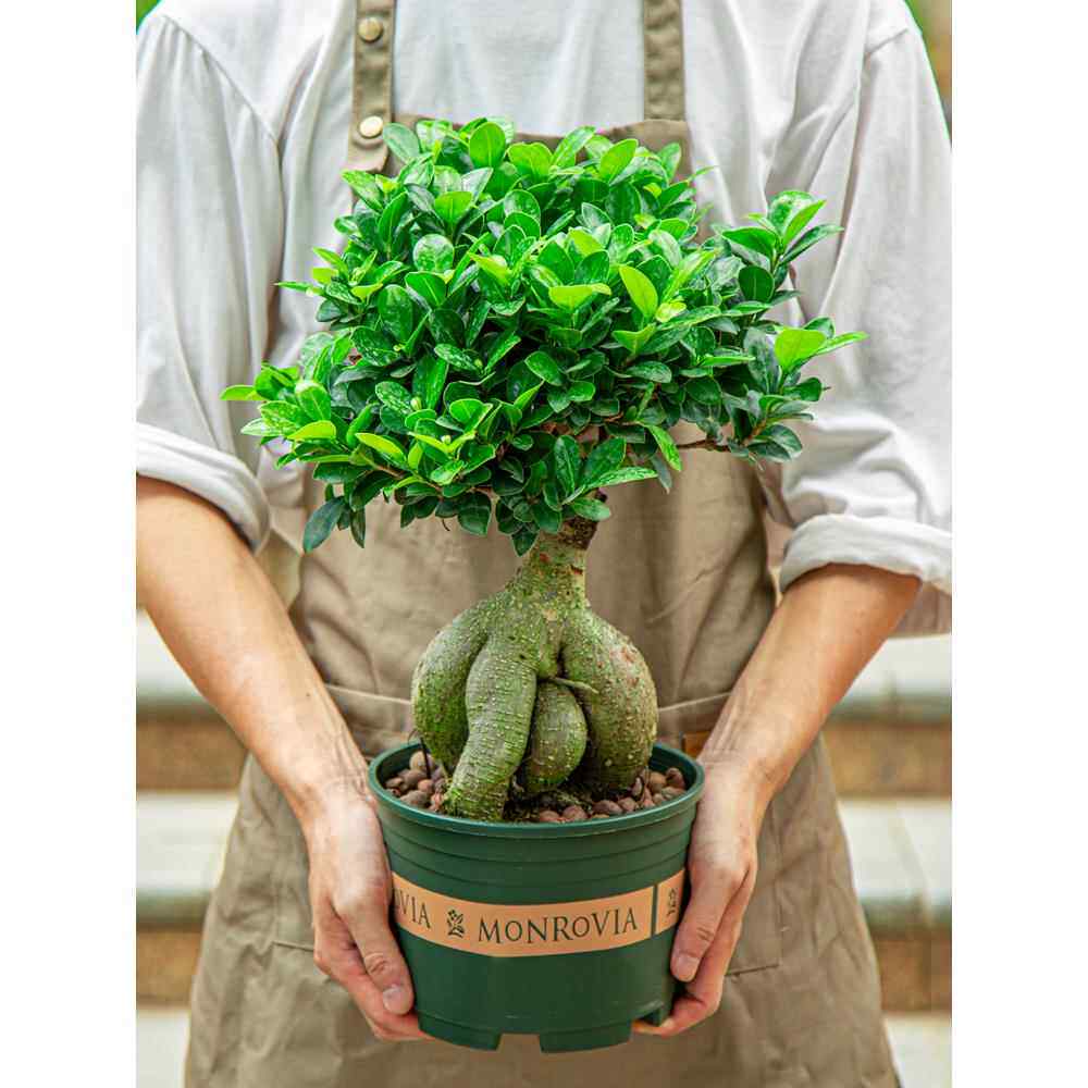 榕树盆栽室内阳台植物造型老桩绿植室外树苗人参榕小叶金钱榕盆景