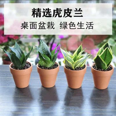 虎皮兰小盆栽带盆种好发货室内客厅桌面绿植花卉净化空气好养植物