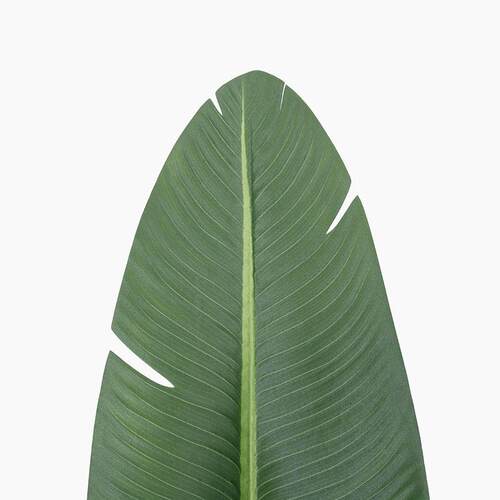 现货仿真旅人蕉芭美人蕉天堂鸟园艺大叶绿植盆栽树假室内客厅摆件