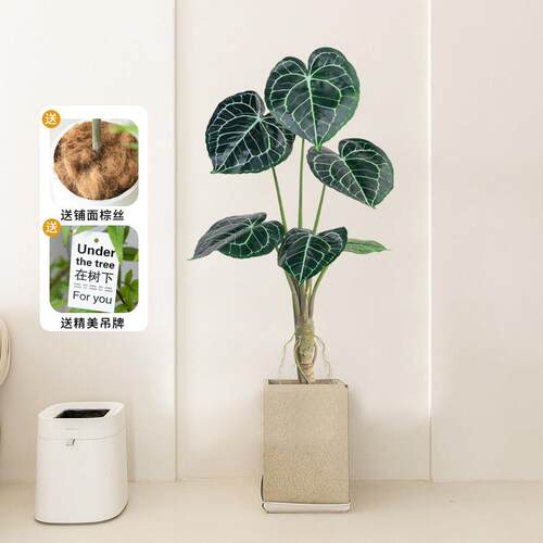 北欧彷真绿色植物假植物盆栽水晶花烛室内客厅落地装饰盆景玄关摆