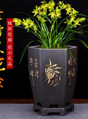 兰花盆大号六方盆景陶瓷盆室内君子兰透气紫砂盆