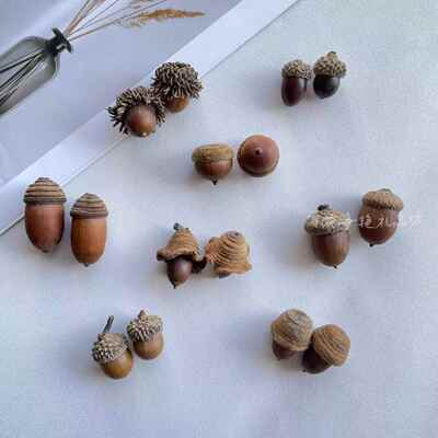 毛果青冈橡果橡子红槲栎天然果实标本diy材料自然植物北美红栎帽