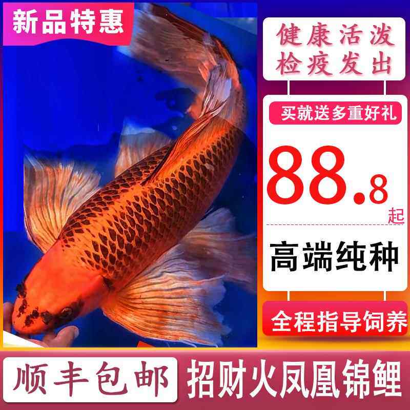 纯种台湾龙凤锦鲤火凤凰锦鲤熊猫蝴蝶鲤淡水鱼冷水鱼锦鲤活体包邮