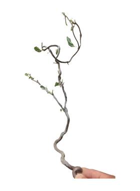 龙枣枝树枝装饰客厅造景干花造型创意摆件干枝庭院装饰