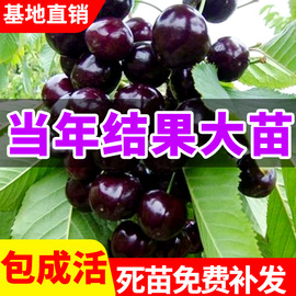 车厘子树苗南方北方种植嫁接矮化大樱桃树苖庭院樱桃树苗当年结果