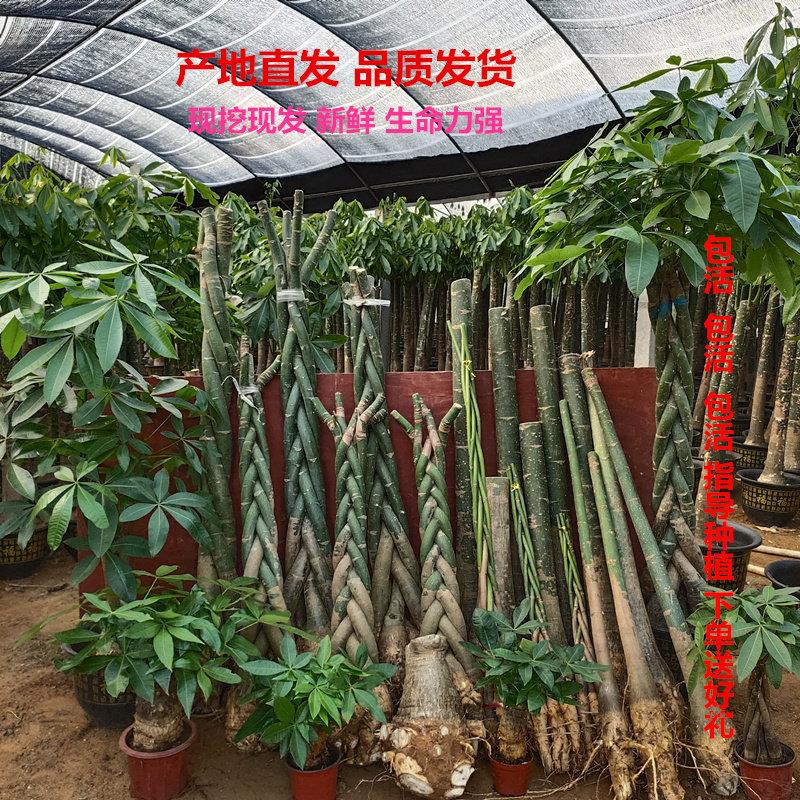 大独杆五辫子发财树盆栽绿植大棵独杆客厅办公室花卉招财盆景树苗