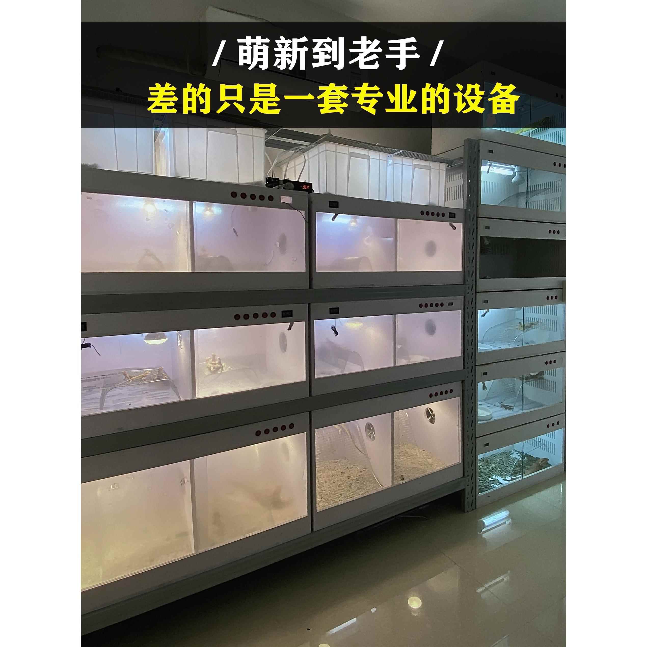 鬃狮蜥蜴Pvc爬行动物繁殖箱蛇刺猬蜂蜜袋飞鸟鹦鹉加热孵化器景观