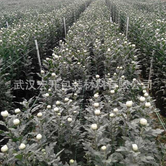 支撑网菊花菜玫瑰花支撑网植网种植网蔬物定蔬菜支架植网爬藤SJM