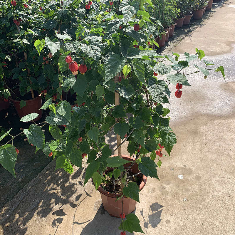灯笼花苗盆栽藤本爬藤植物蔓性风铃花四季开花花卉观花植物室内花