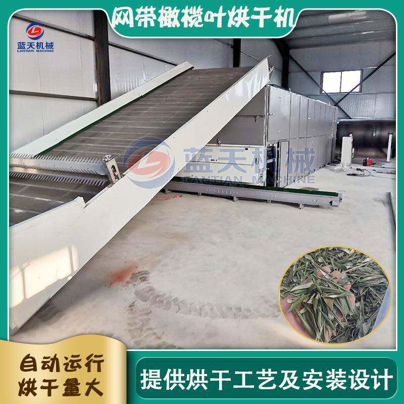 网带式橄榄叶烘干机青果叶甘榄叶中药材干燥机橄榄叶茶烘干设备