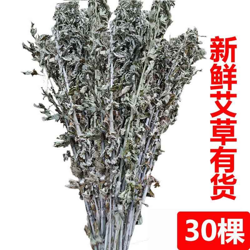 艾叶草中药材新鲜艾草叶整颗端午节全株艾草长颗野生艾蒿泡澡驱蚊