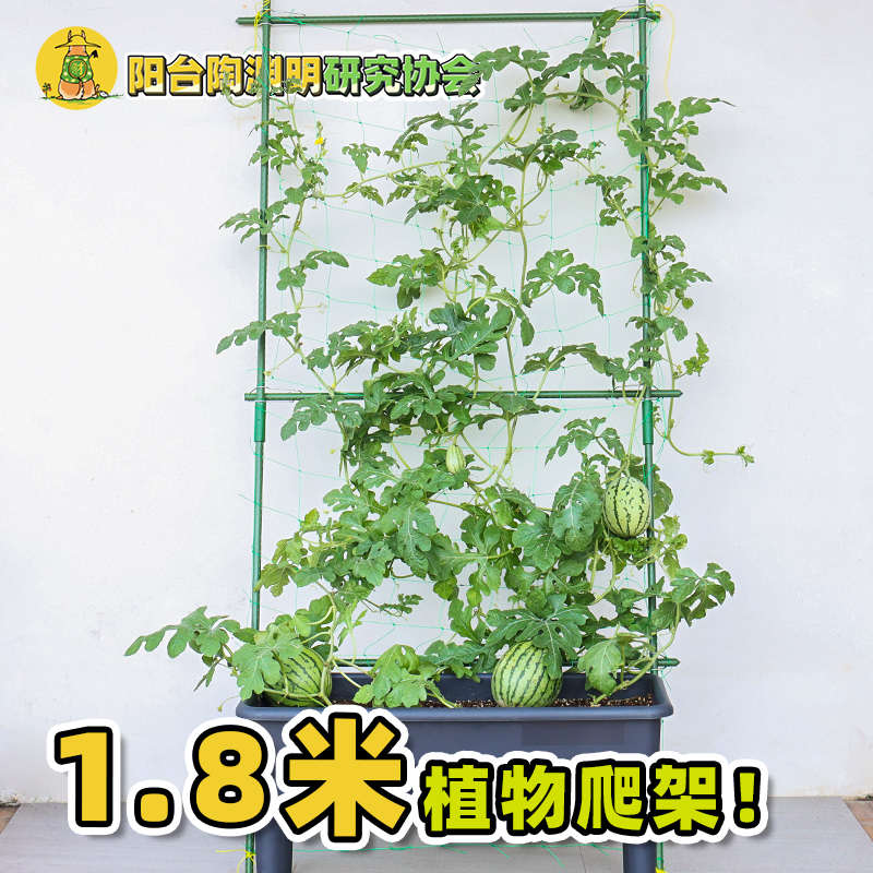 黄瓜架爬藤架套装丝瓜南瓜菜架子爬藤支架杆蔬菜植物攀爬架番茄架