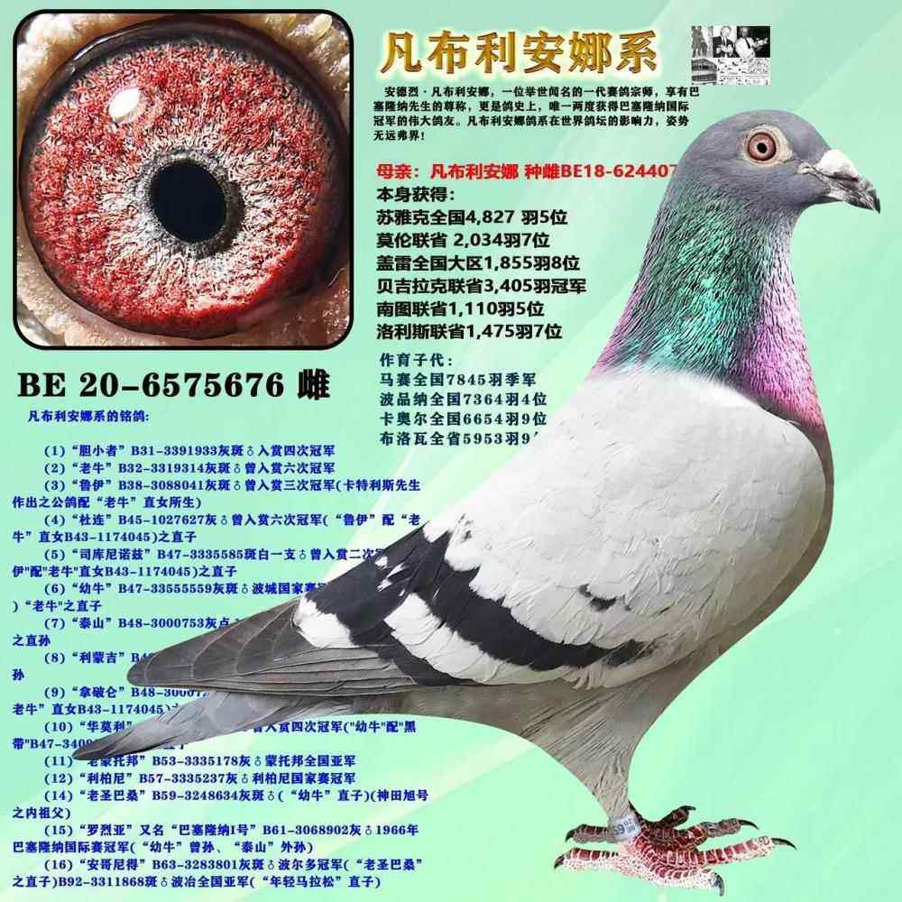 信鸽成绩鸽赛鸽原环种鸽子詹森信鸟