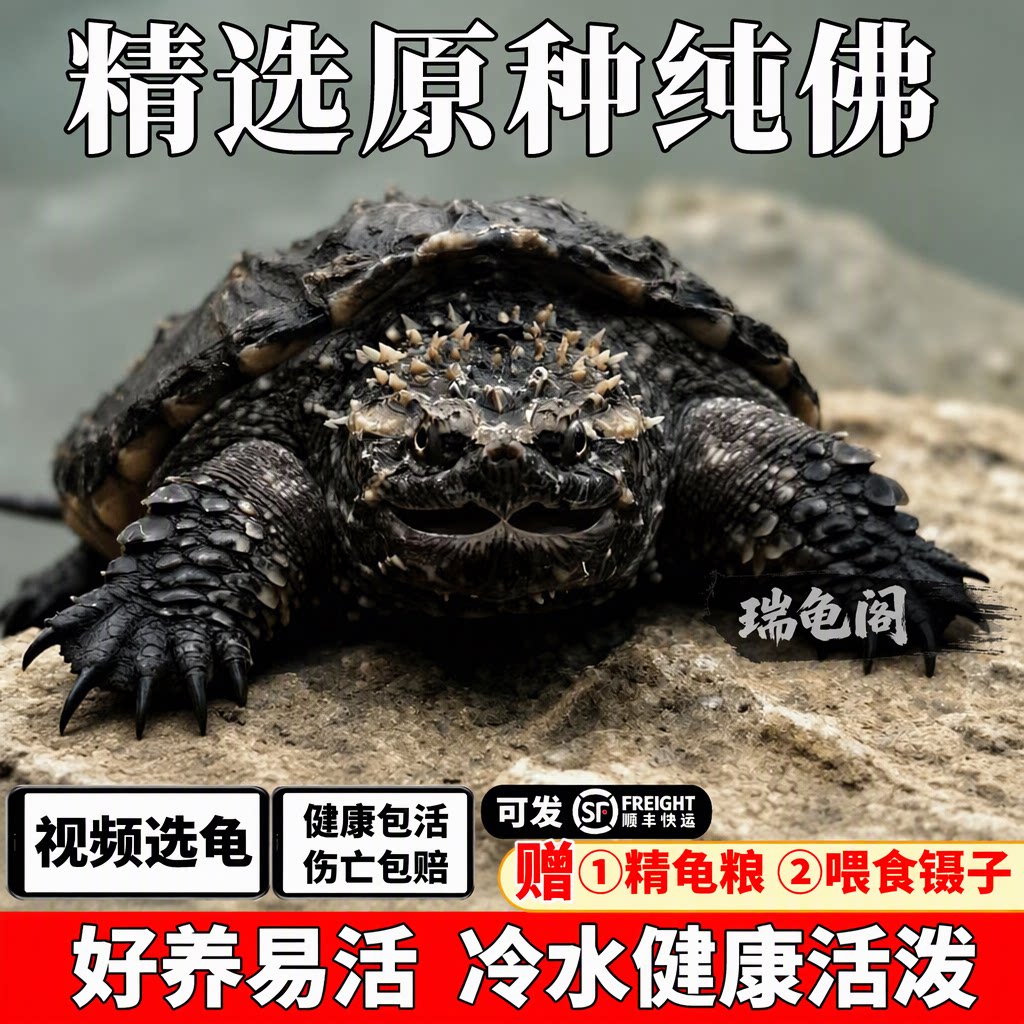 纯佛鳄龟爆刺乌龟宠物活物原种小杂佛拟北美幼苗会认主包活送龟粮