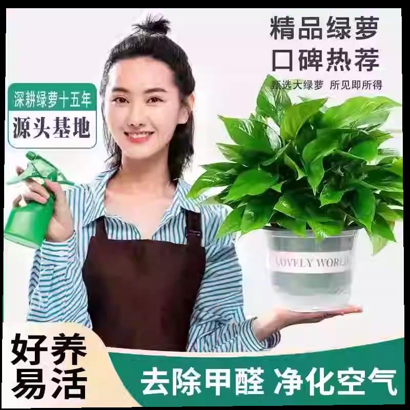 绿萝盆栽室内办公室桌面客厅家用新款净化空气水培植花卉长藤大叶