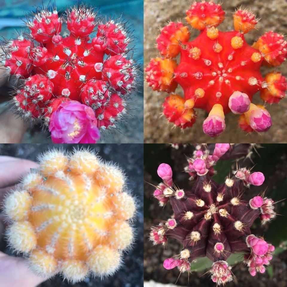 仙人球嫁接品种组合盆栽会开花仙人掌多肉植物室内盆栽花卉